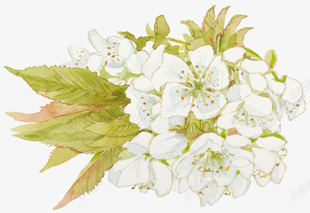 一丛白色花png免抠素材_88icon https://88icon.com 一丛 卡通 叶子 手绘 白色 简图 绿色 花朵