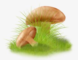 绿草中的蘑菇素材