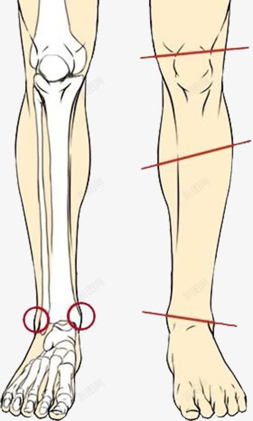 腿部内部结构图png免抠素材_88icon https://88icon.com 人体 小腿 肌肉 骨头