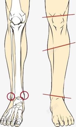 腿部内部结构图素材