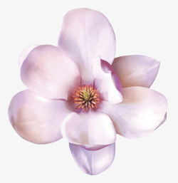 紫白色香味可见花芯的玉兰花瓣实素材