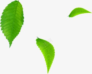 绿色叶子别墅区背景图png免抠素材_88icon https://88icon.com 别墅区 叶子 绿色 背景