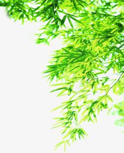 绿色清新竹叶树影素材