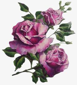 紫玫瑰素材