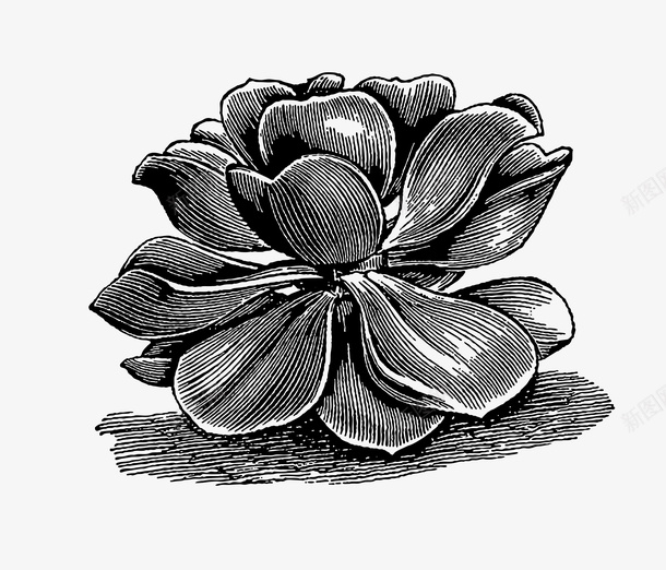手绘黑色线条花朵png免抠素材_88icon https://88icon.com 手绘 手绘黑色线条花朵 手绘黑色线条花朵PNG 线条 花朵 黑色
