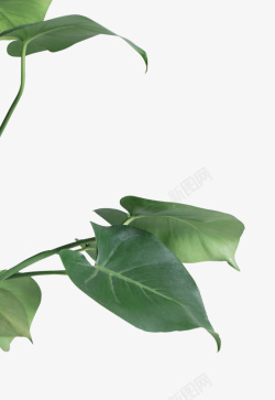 热带绿叶绿叶植物装饰高清图片
