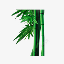 绿色植物竹子1500x1500素材