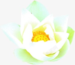 白色水彩花朵植物素材