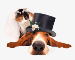 狗新郎怪异的婚礼高清图片