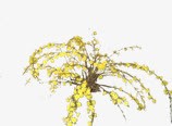黄色稀疏植物美景素材