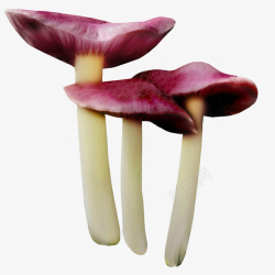 紫色小蘑菇素材