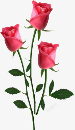 精美玫瑰花朵矢量图素材