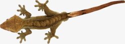 卵生动物褐色蜥蜴高清图片
