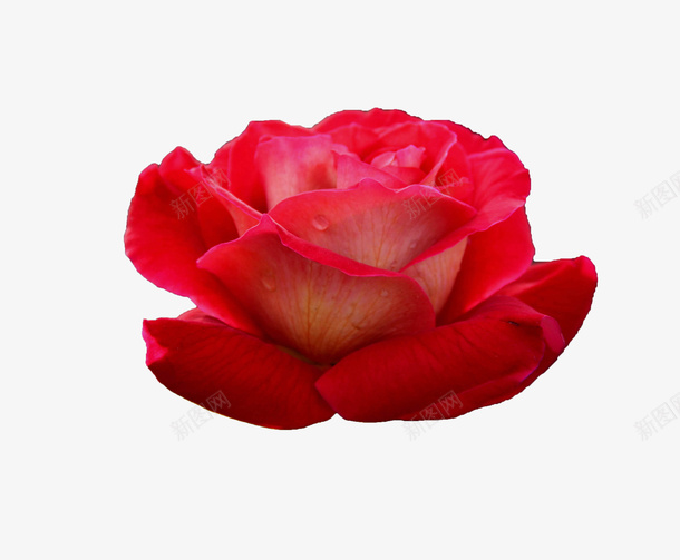 粉红色的花朵png免抠素材_88icon https://88icon.com 粉红花朵 花 花朵 花白