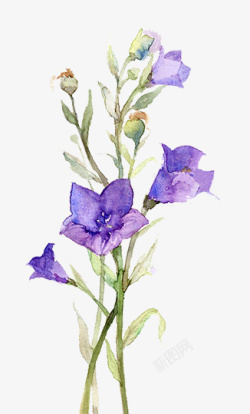 紫色唯美花卉图案素材
