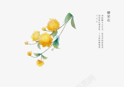 隶手绘花卉高清图片