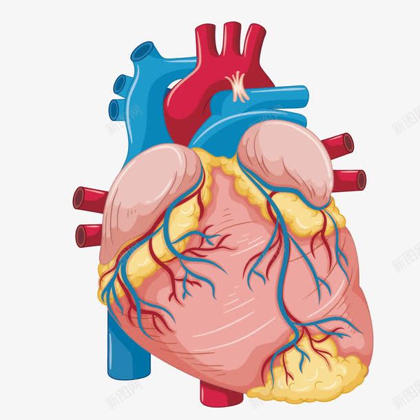 心脏动脉png免抠素材_88icon https://88icon.com 手绘 气管 血管 身体