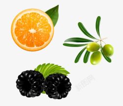 脐橙黑莓和橄榄矢量图素材
