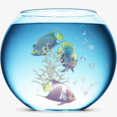 金鱼缸里的鱼png免抠素材_88icon https://88icon.com 图 素材 金鱼缸里的 鱼