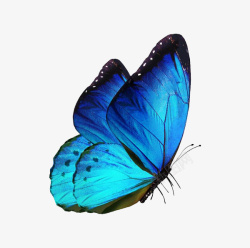 蝴蝶遇见春天一只美丽的蓝色蝴蝶高清图片