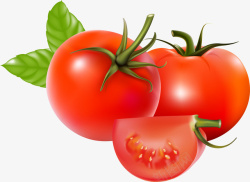 蔬菜西红柿矢量图素材