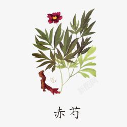 草药LOGO赤芍药材图标高清图片