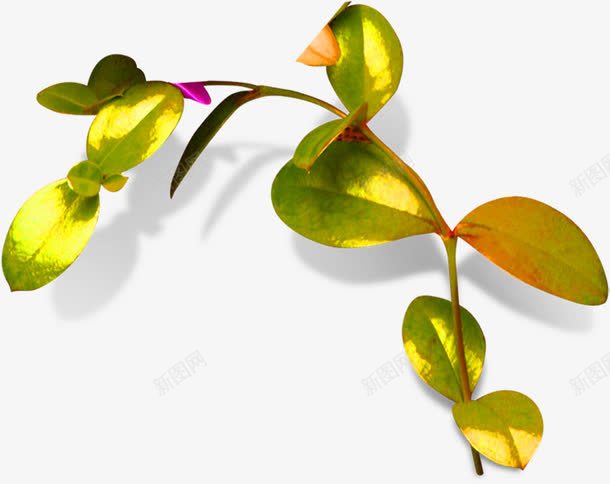 绿色圆形叶片金秋png免抠素材_88icon https://88icon.com 叶片 圆形 素材 绿色 金秋