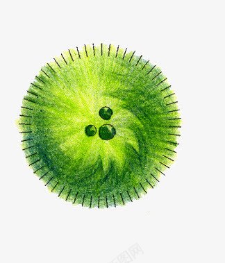 景观彩平图png免抠素材_88icon https://88icon.com 俯视图 景观彩平图 素材