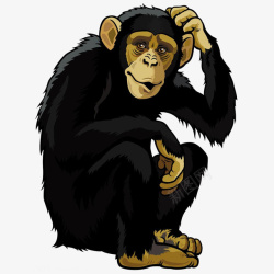 黑色大猩猩黑色挠头的大猩猩高清图片