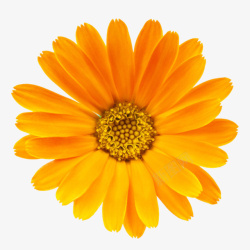 参差不齐橙色有观赏性菊科一朵大花实物高清图片
