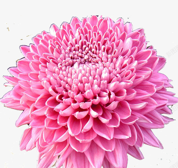 粉红色的花psd免抠素材_88icon https://88icon.com 粉红色的 花