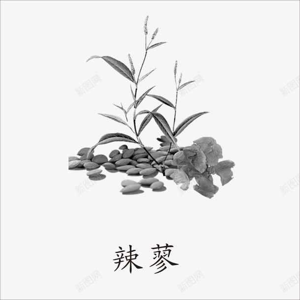 辣蓼png免抠素材_88icon https://88icon.com 中药 本草纲目 草药 药材