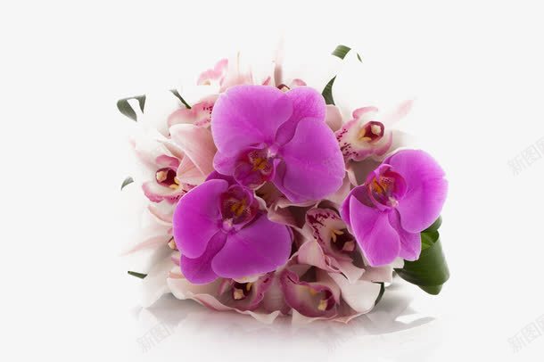紫色花球png免抠素材_88icon https://88icon.com 粉色 紫色 花球 鲜花