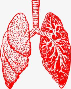 人体器官肺解剖素材
