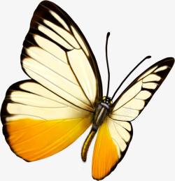 黄白色蝴蝶装饰素材