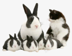 动物手绘兔子和猫素材