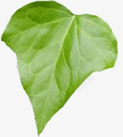 深绿色的大叶子素材