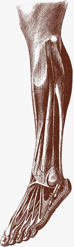 腿部肌肉器官图素材