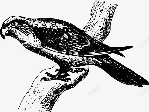 树枝上的鸟png免抠素材_88icon https://88icon.com 动物 树木 树枝 矢量素材 野生动物 鸟 黑白