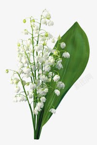 白色花朵绿叶壁纸素材