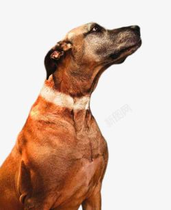看向前方的斑点狗创意看向前方的狗狗高清图片