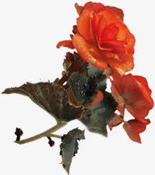 红色水墨黑色大叶花朵素材