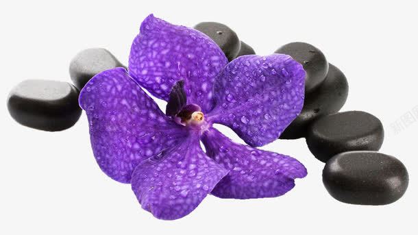 鹅卵石与花png免抠素材_88icon https://88icon.com 紫色花 耐磨 耐磨性 鹅卵石 黑色