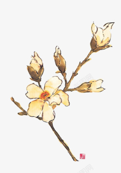 白兰花朵素材