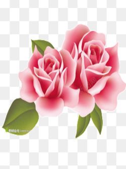 卡通两朵淡粉色玫瑰花带绿叶素材