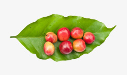 反光叶子绿色叶子装着的咖啡果实物高清图片