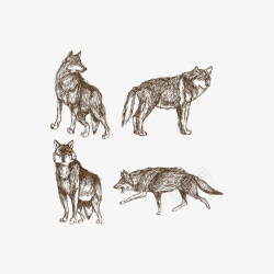 素描动物狼矢量图素材