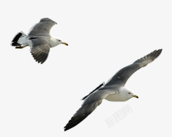 2只海鸥2只飞翔海鸥高清图片