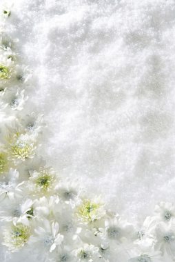 白色雪花嫩绿色花朵背景