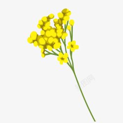 小黄花花儿素材